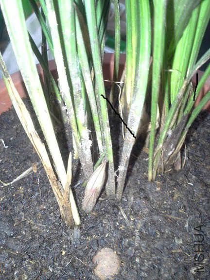 �л�����