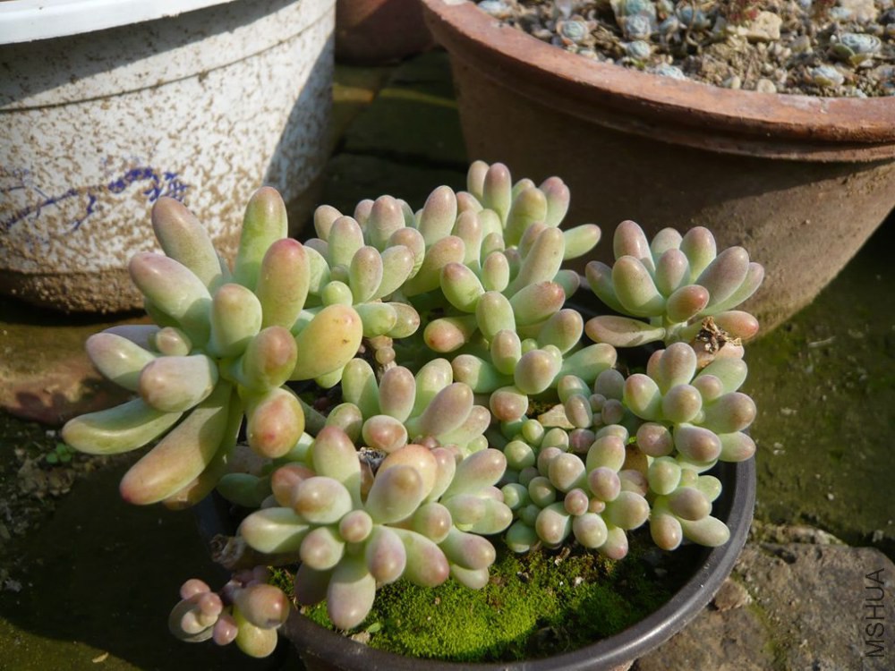 ����ŮС��׮