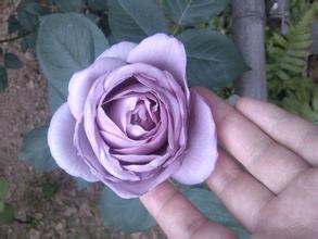 u=556089581,2089533686&amp;fm=21&amp;gp=0[1].jpg