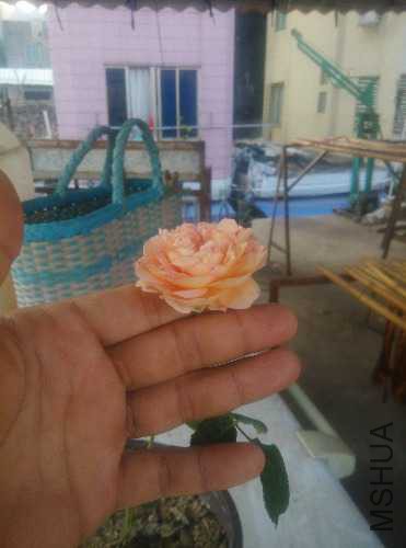 IMG_20141120_075945.jpg