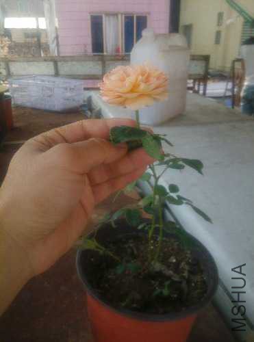 IMG_20141120_105949.jpg