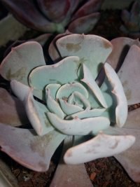 psb (2).jpg