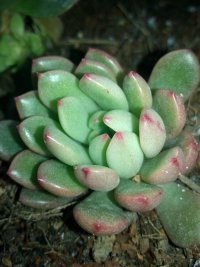 psb (6).jpg