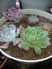 psb (7).jpg