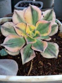 psb (8).jpg