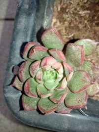 psb (9).jpg