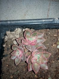 psb (10).jpg