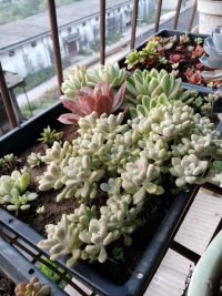 psb (18).jpg