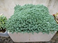 psb (26).jpg