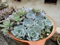 psb (32).jpg