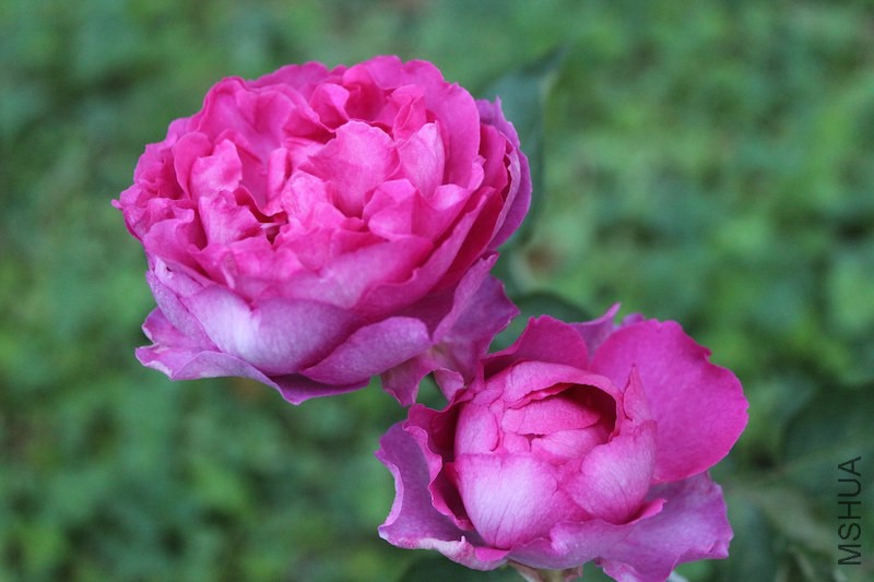 IMG_6614.JPG