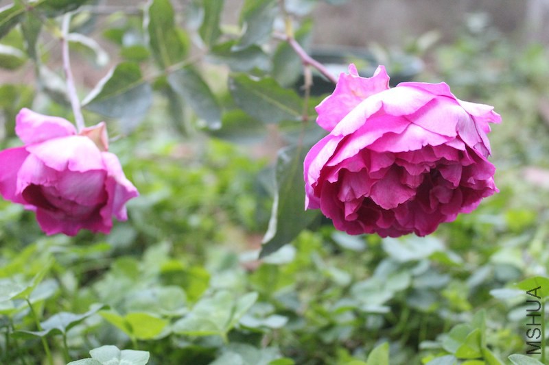 IMG_6618.JPG