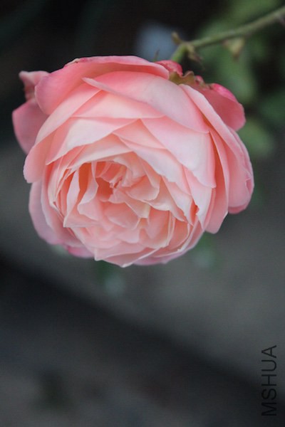 IMG_6801.jpg
