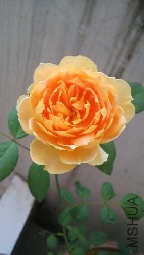 IMG_20141122_074719.jpg