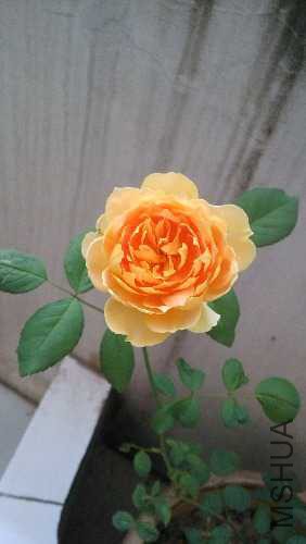 IMG_20141122_074709.jpg