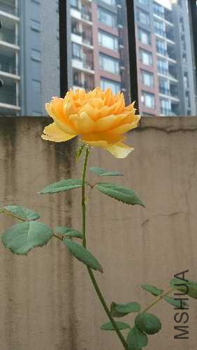 IMG_20141122_081546.jpg