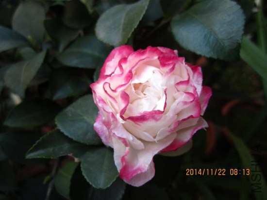 IMG_5105_�༭.jpg