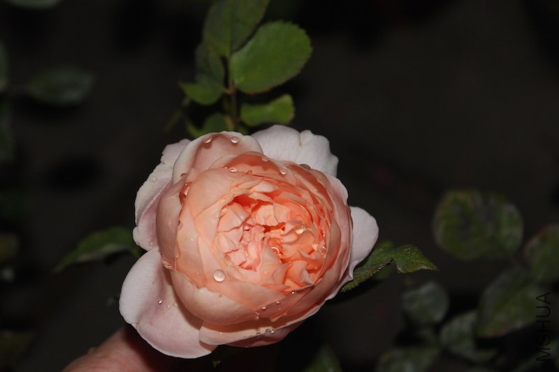 IMG_5855.JPG