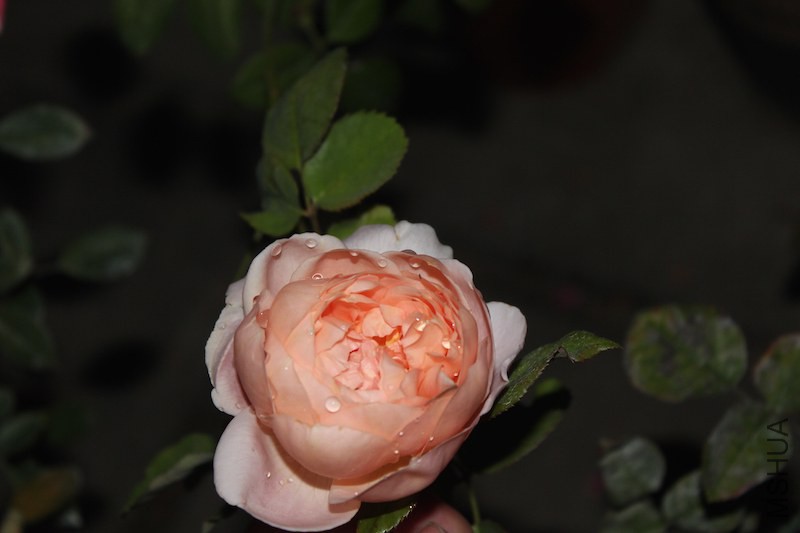 IMG_5854.JPG