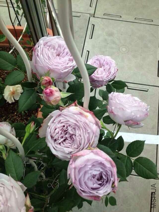 ���ʯ