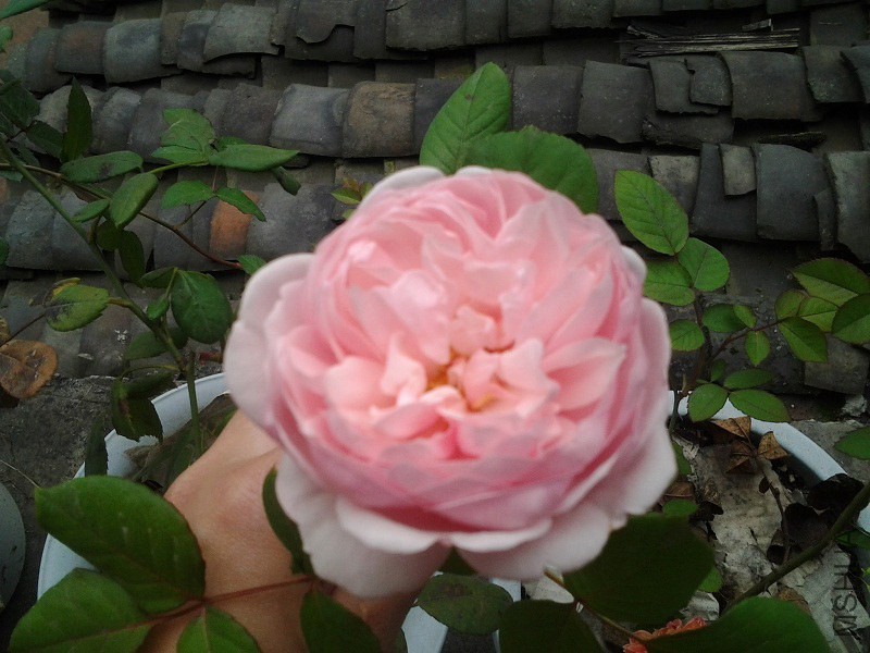 20141121_095502.jpg