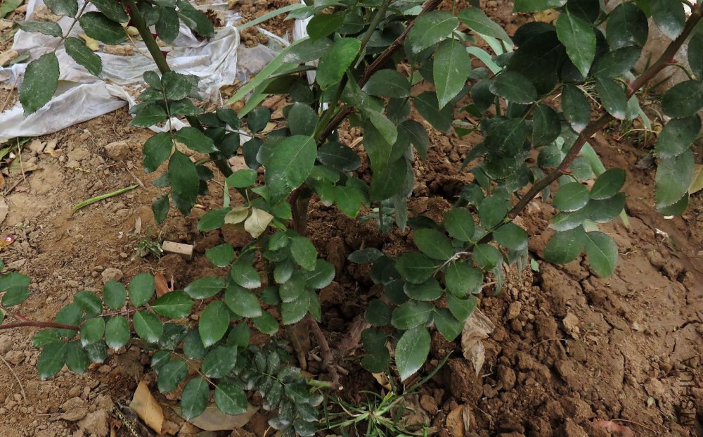 IMG_8471.JPG