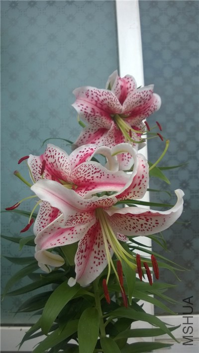 MediaLib_Camera Roll_WP_20140915_003.jpg