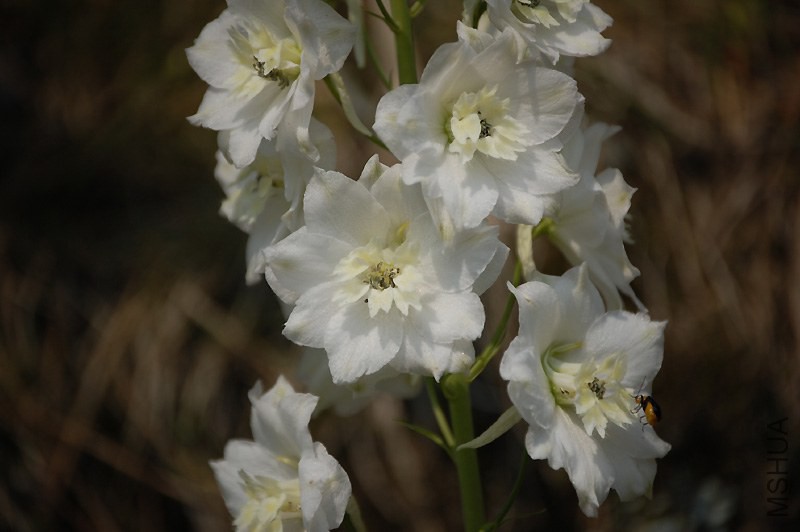 ���� 88761_2446856_48.jpg