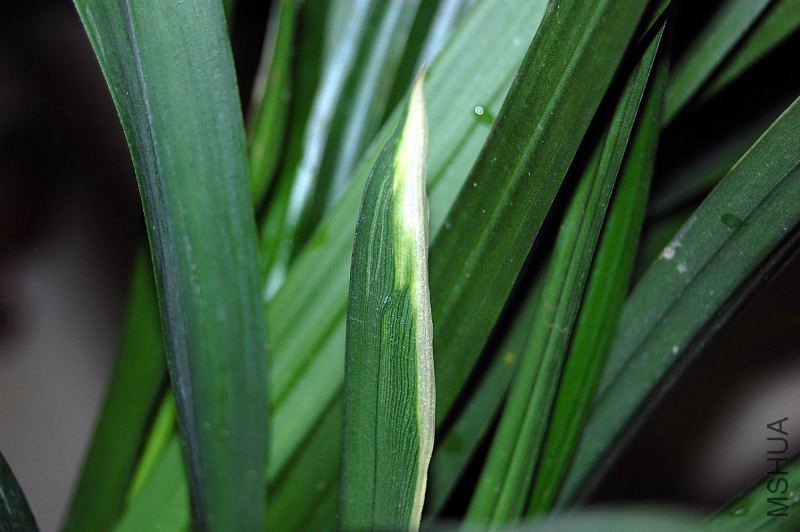 DSC_00110011.JPG