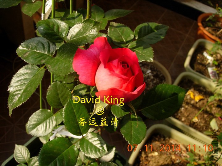 lgDSCN0692_resize.JPG