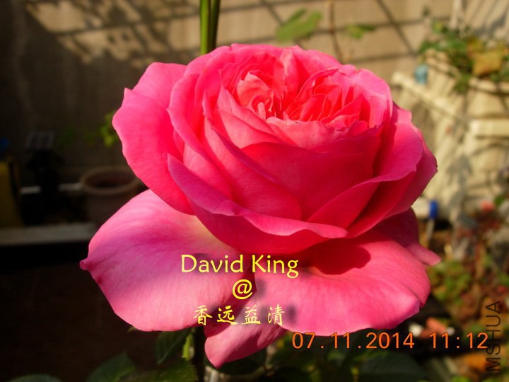 lgDSCN0695_resize.JPG