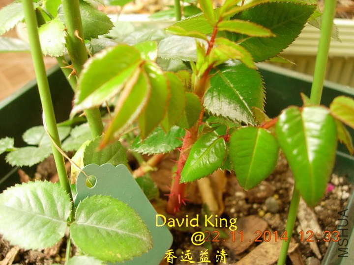 lgDSCN2287_resize.JPG