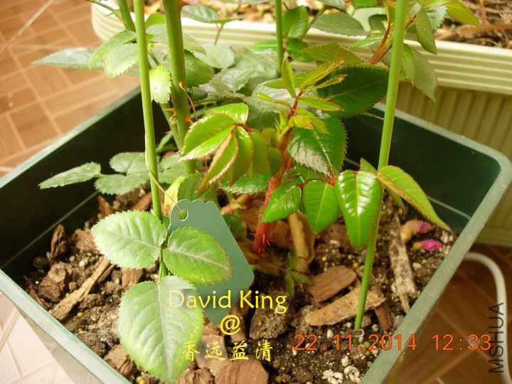 lgDSCN2284_resize.JPG