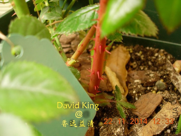 lgDSCN2285_resize.JPG