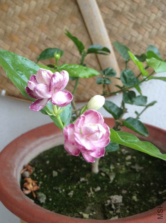 IMG_3932.JPG