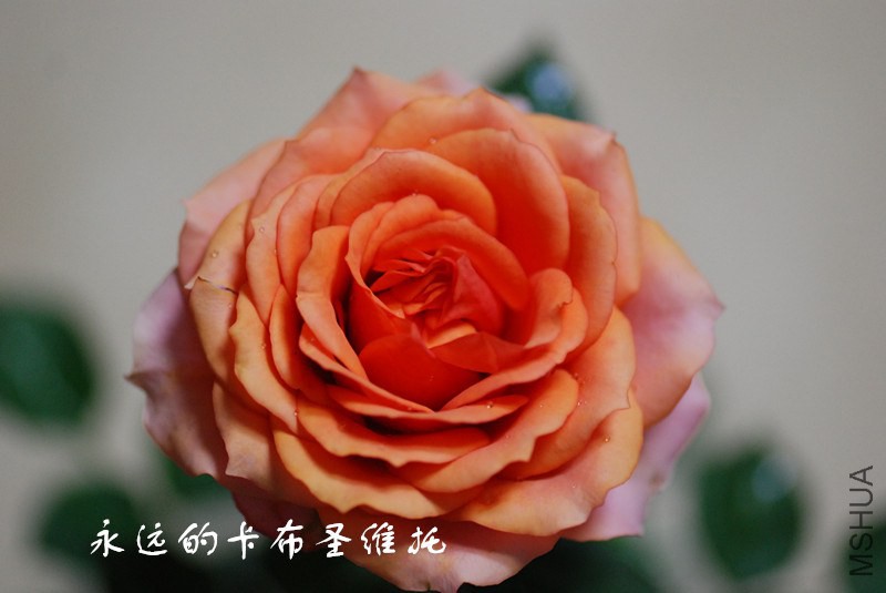 176_����.jpg