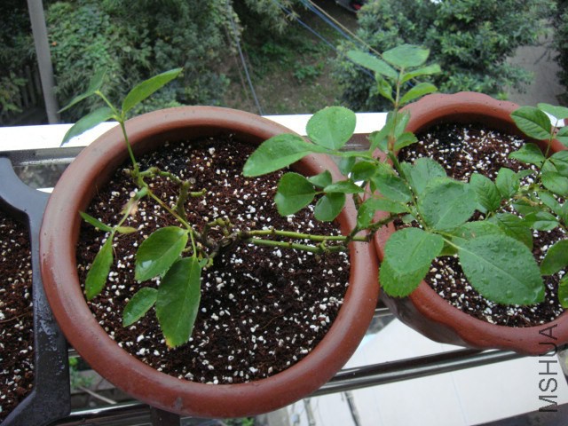 DSC05081.JPG