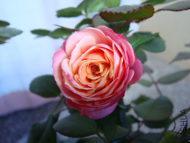 DSC05307.JPG