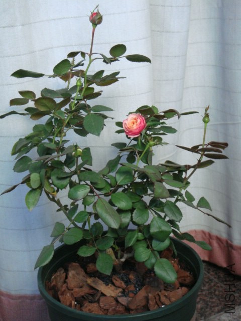 DSC05308.JPG