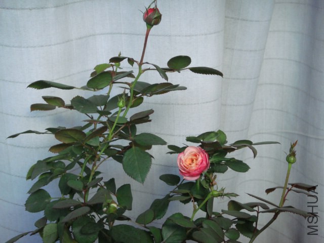 DSC05309.JPG