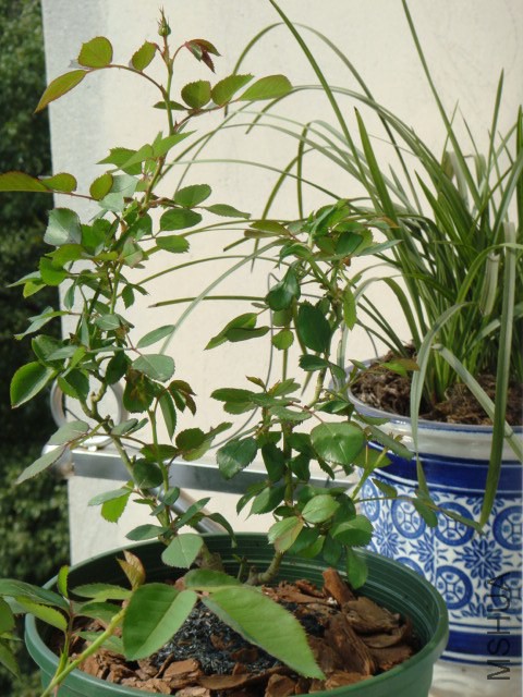 DSC05269.JPG