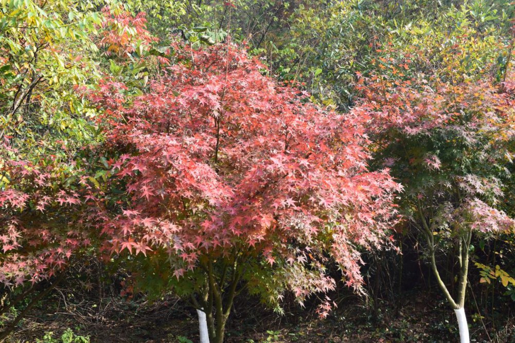 2014����ɽ 014.JPG