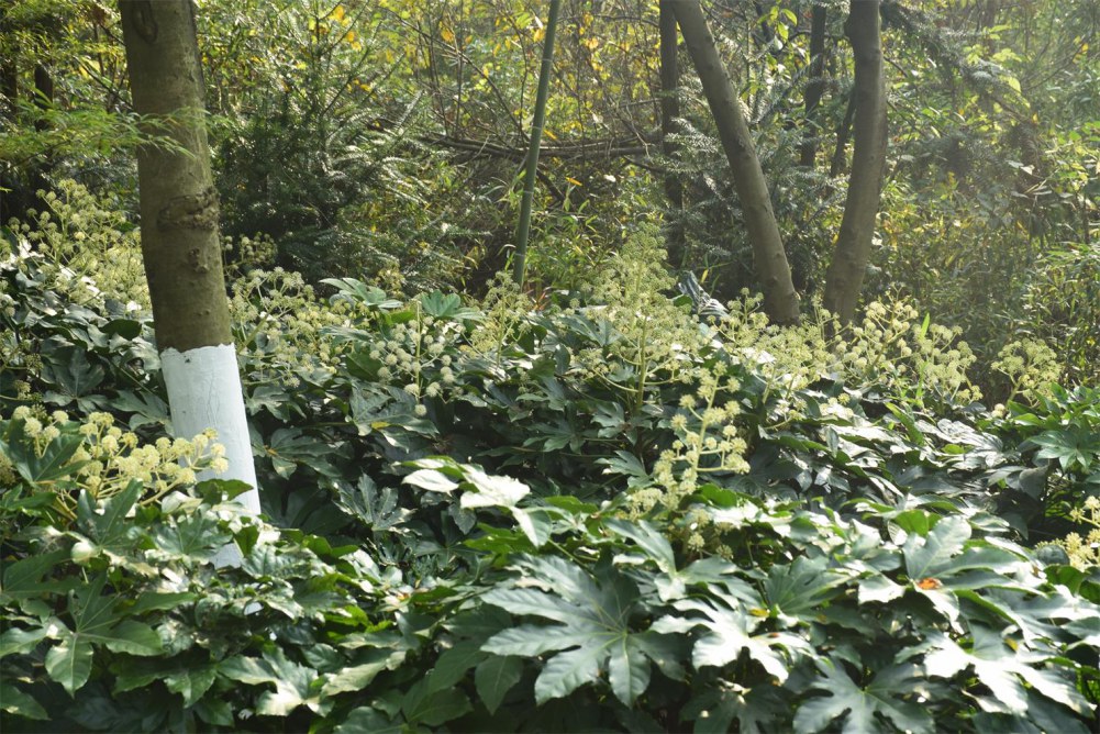 2014����ɽ 019.JPG