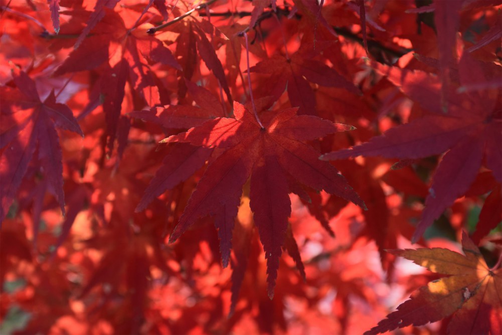 2014����ɽ 022.JPG