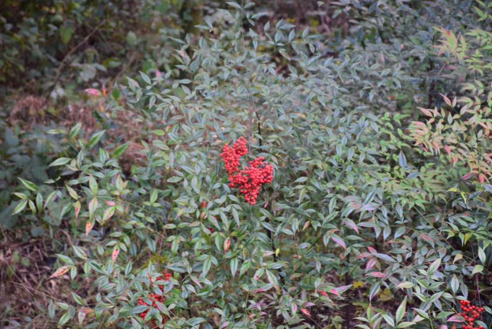 2014����ɽ 037.JPG