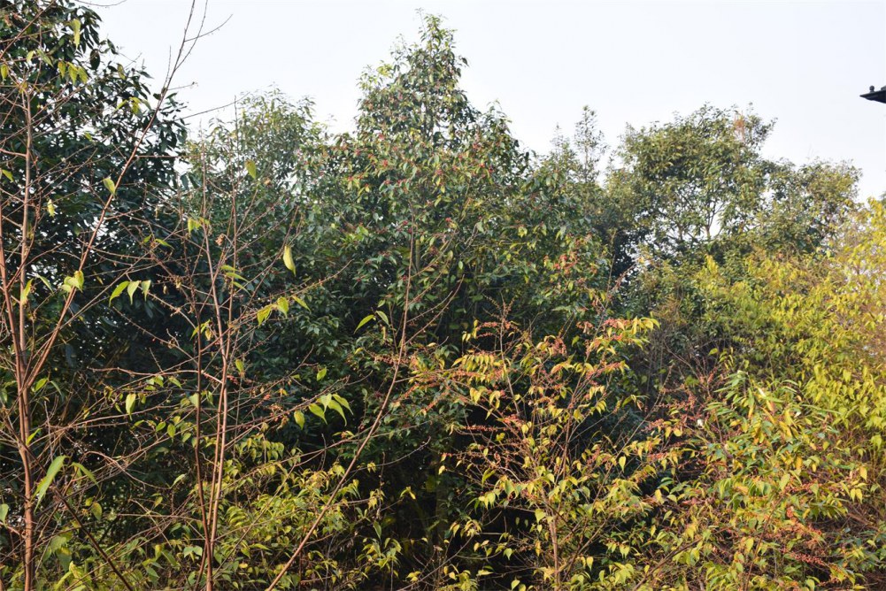 2014����ɽ 067.JPG