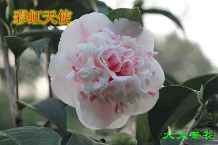 �ʺ���ʹ5.jpg