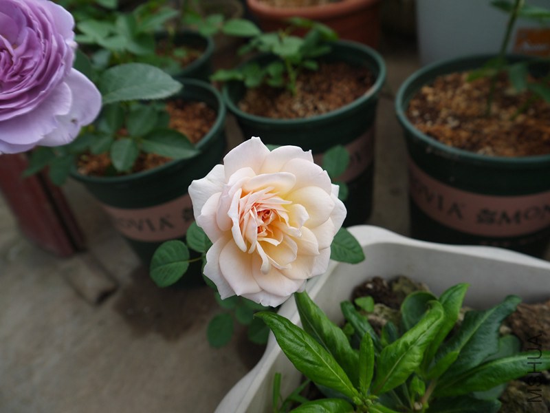 P1020134_����.jpg