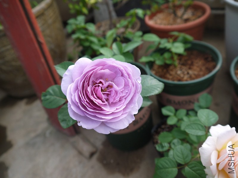 P1020120_����.jpg