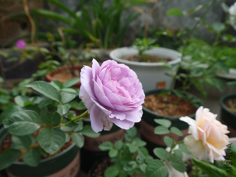 P1020130_����.jpg